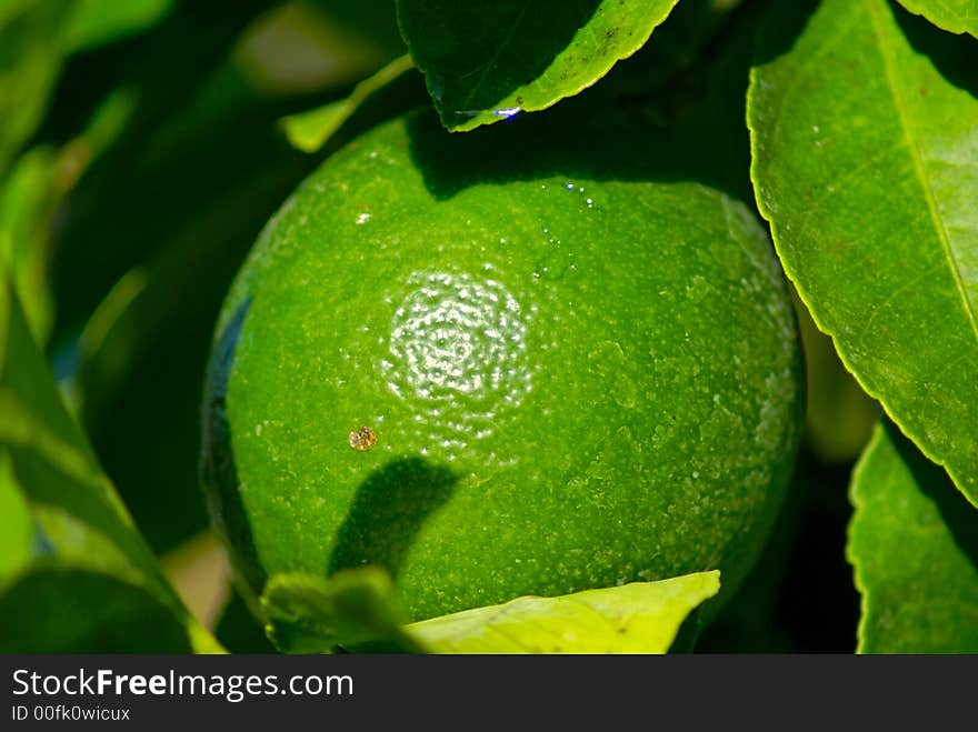 Close up of green lemon growing on tree in florida. Close up of green lemon growing on tree in florida