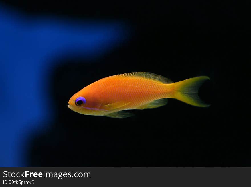 The beautiful tropical fish floats in the sea. The beautiful tropical fish floats in the sea