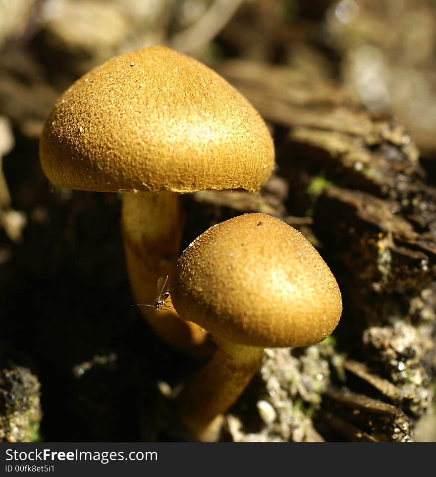 Mushrooms With Fly