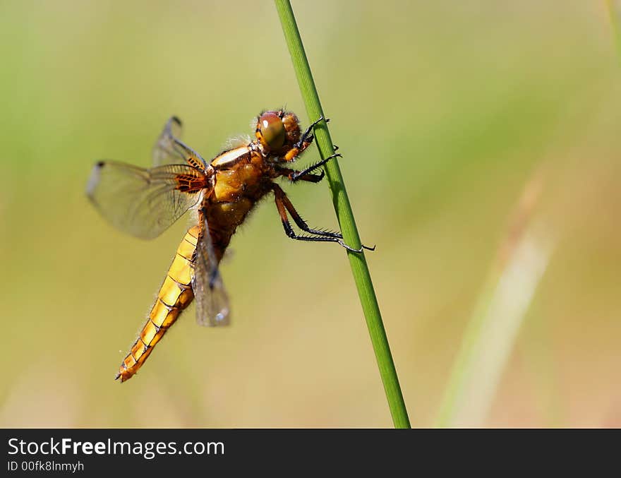 Macro of yellow dragonfly on stalk