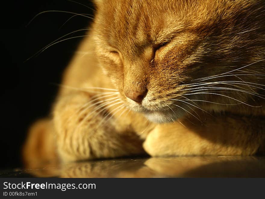 An orange colored cat take a nap in the evening light. An orange colored cat take a nap in the evening light