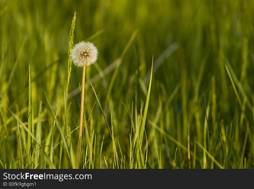 Dandelion with blurry background, grenn grass, field, meadow