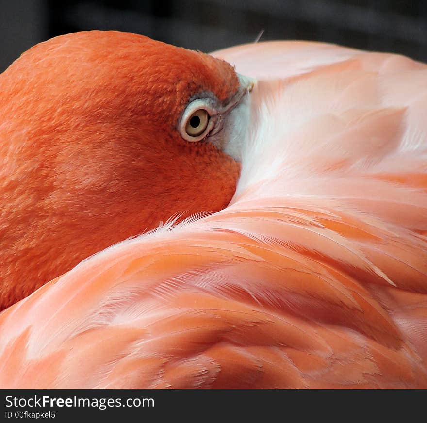 A close up view of a flamingo head and eye, surrounded in pink feathers. A close up view of a flamingo head and eye, surrounded in pink feathers.