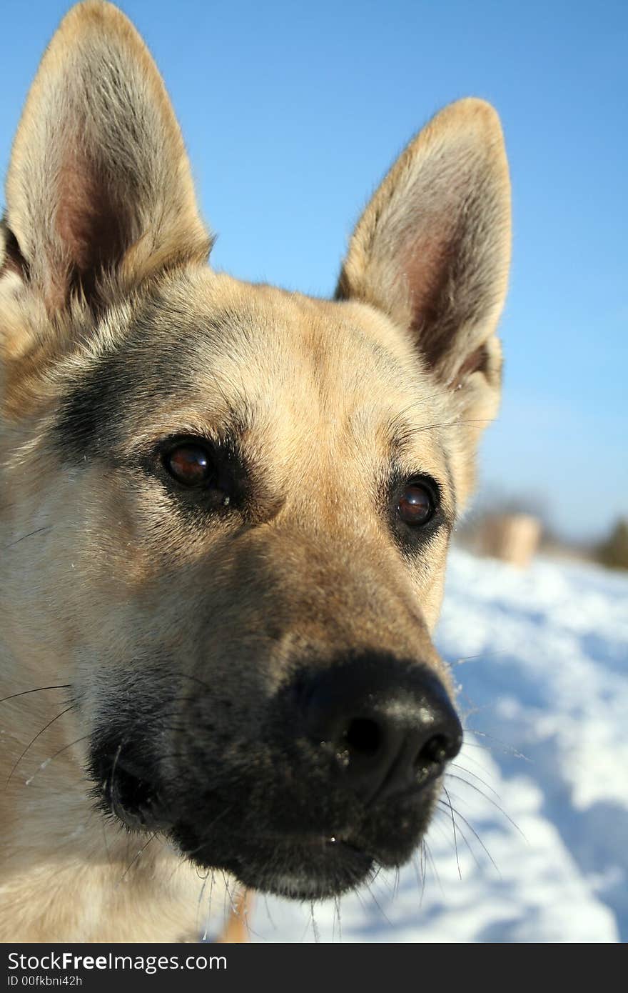 Alsatian Dog