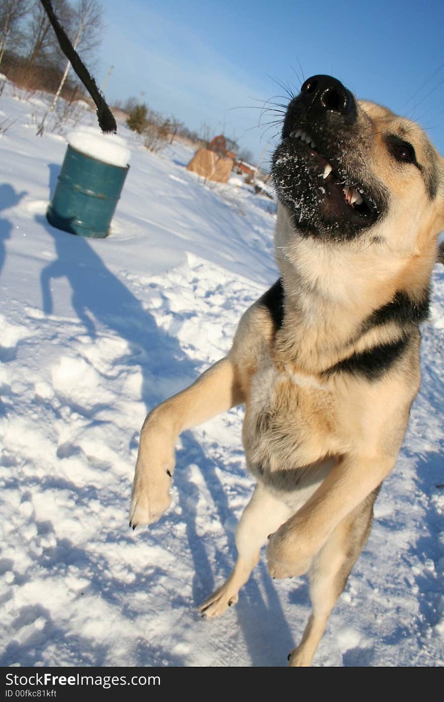 Alsatian dog at hind legs