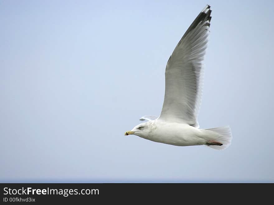 Flying seagull