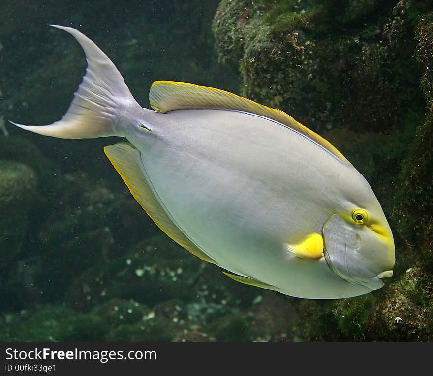 Portrait of Nice Tropical Fish. Portrait of Nice Tropical Fish