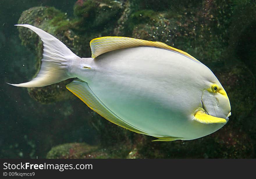 Portrait of Nice Tropical Fish. Portrait of Nice Tropical Fish