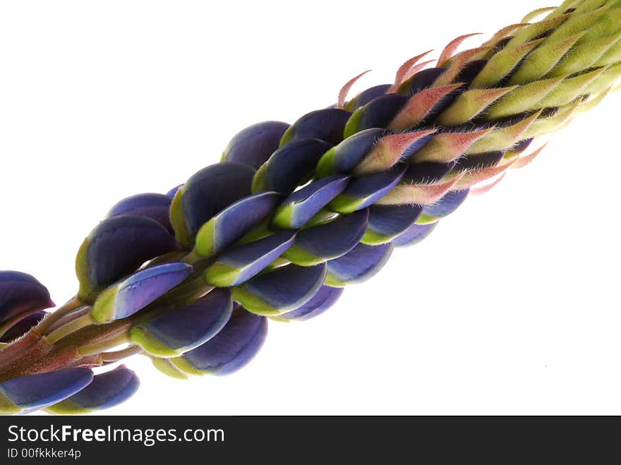 Close up of blue flower on white background