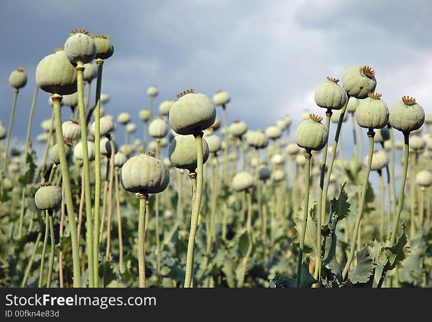 Detail field of bean with blue sky. Detail field of bean with blue sky