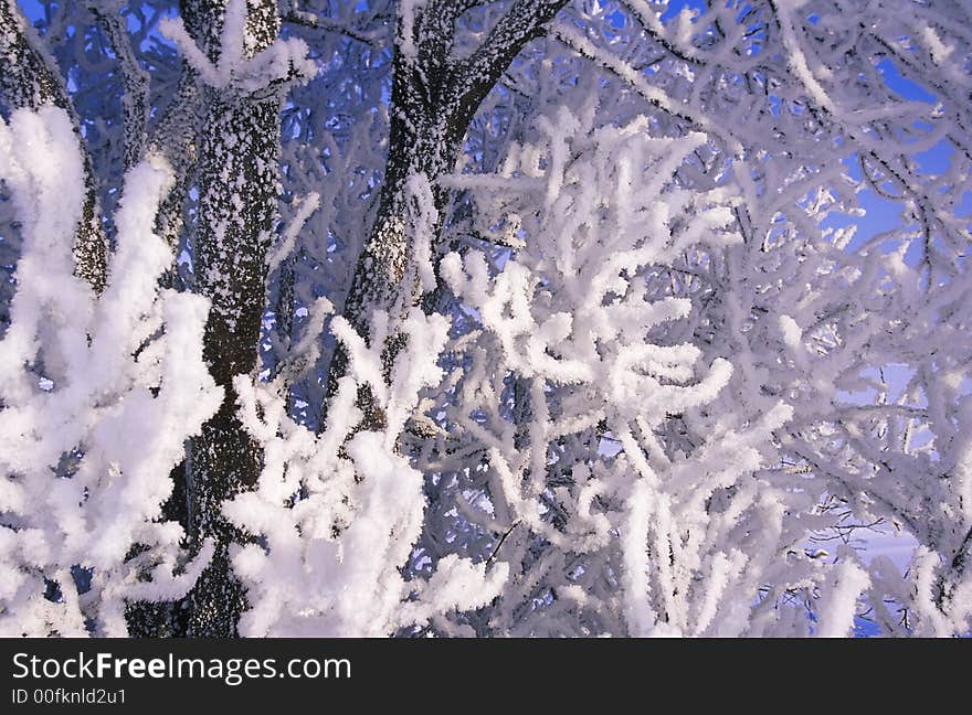 Winter frozen tree branches with ice and snow. Winter frozen tree branches with ice and snow