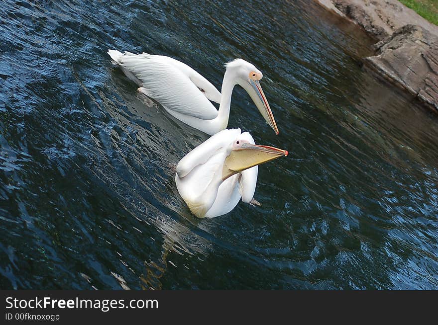 Pelicans