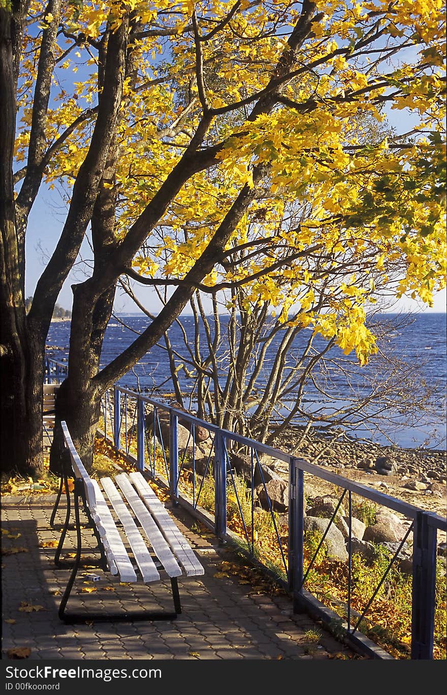 Autumn seaside with a bench an maple tree. Autumn seaside with a bench an maple tree