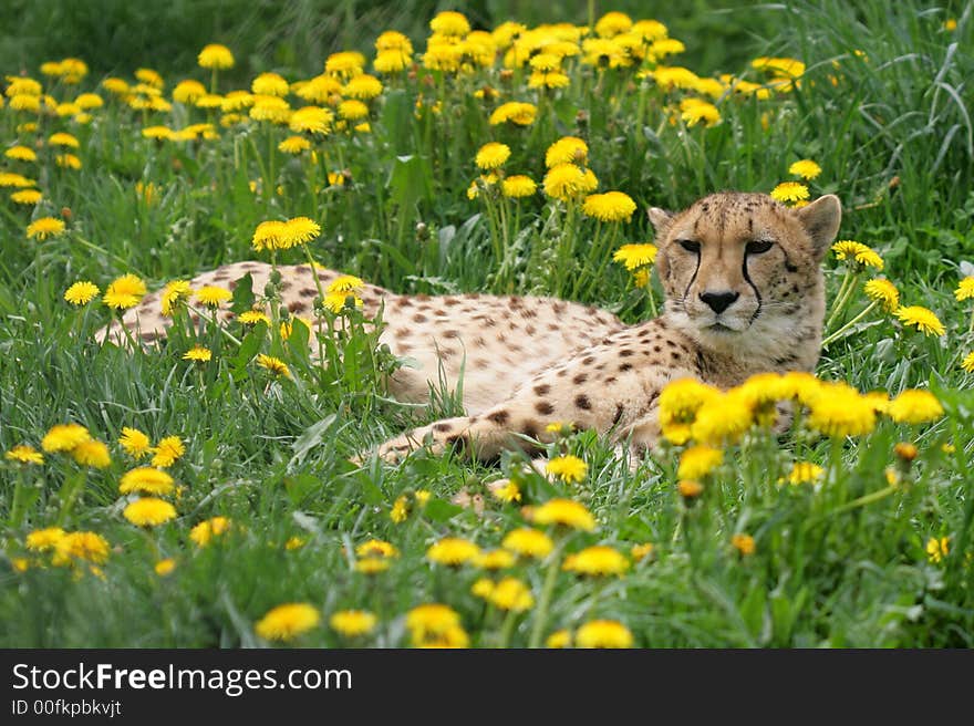 Cheetah have a rest at the dandelion field