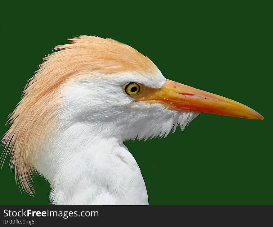 Crested Egret