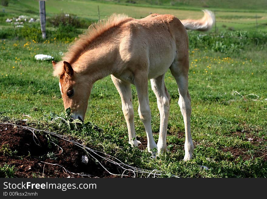 Image of a foal in Castelluccio di Norcia - umbria - italy