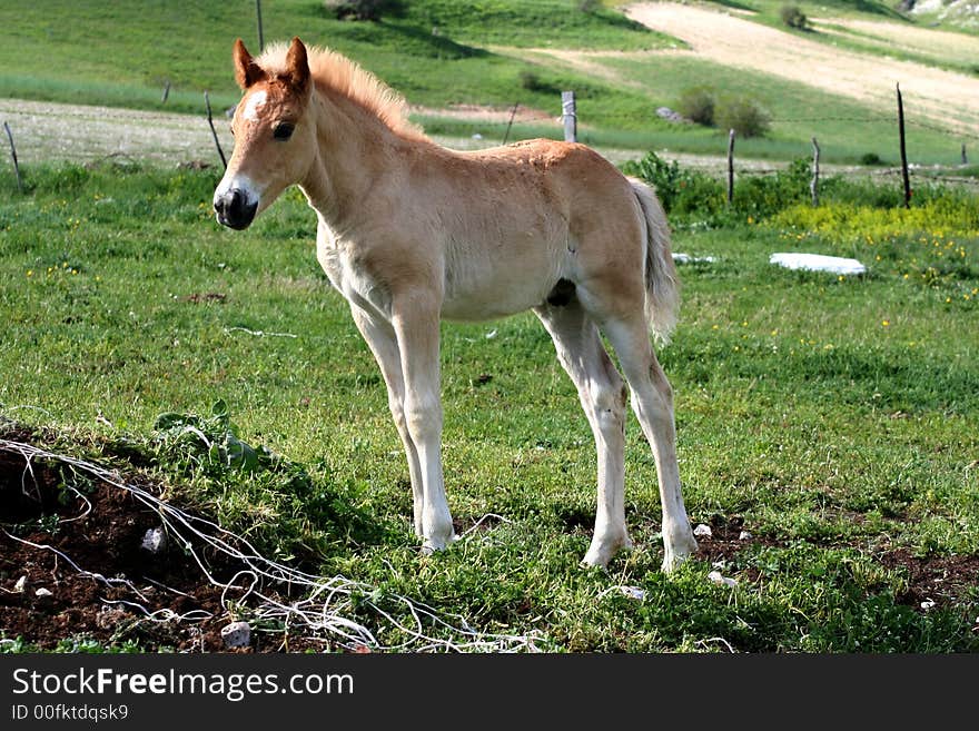 Image of a foal in Castelluccio di Norcia - umbria - italy