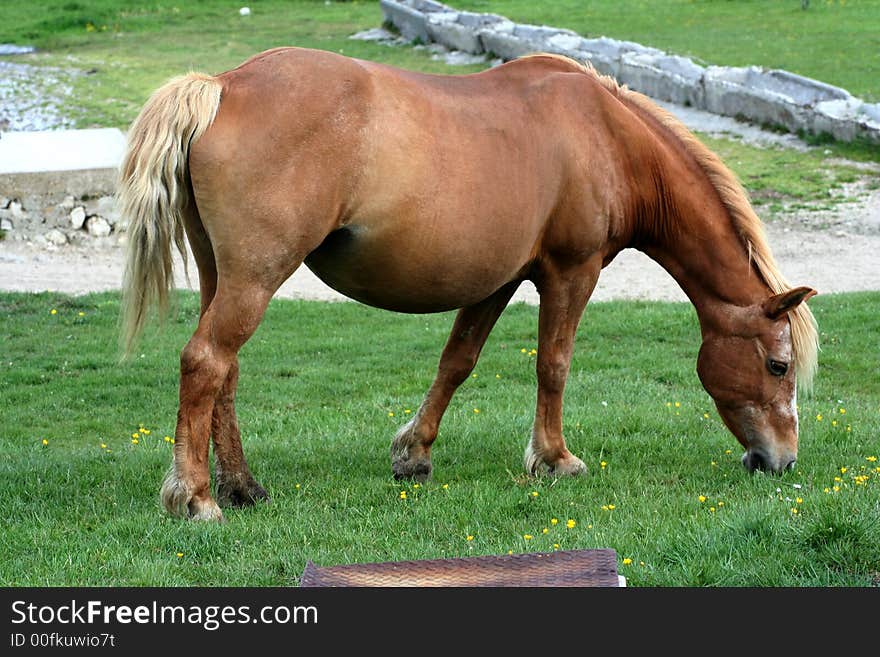 Image of an horse eating grass in Castelluccio di Norcia - umbria - italy