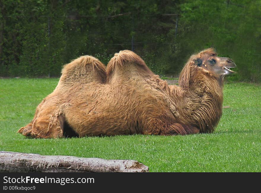 Bactrian camel from Asia at the zoo.