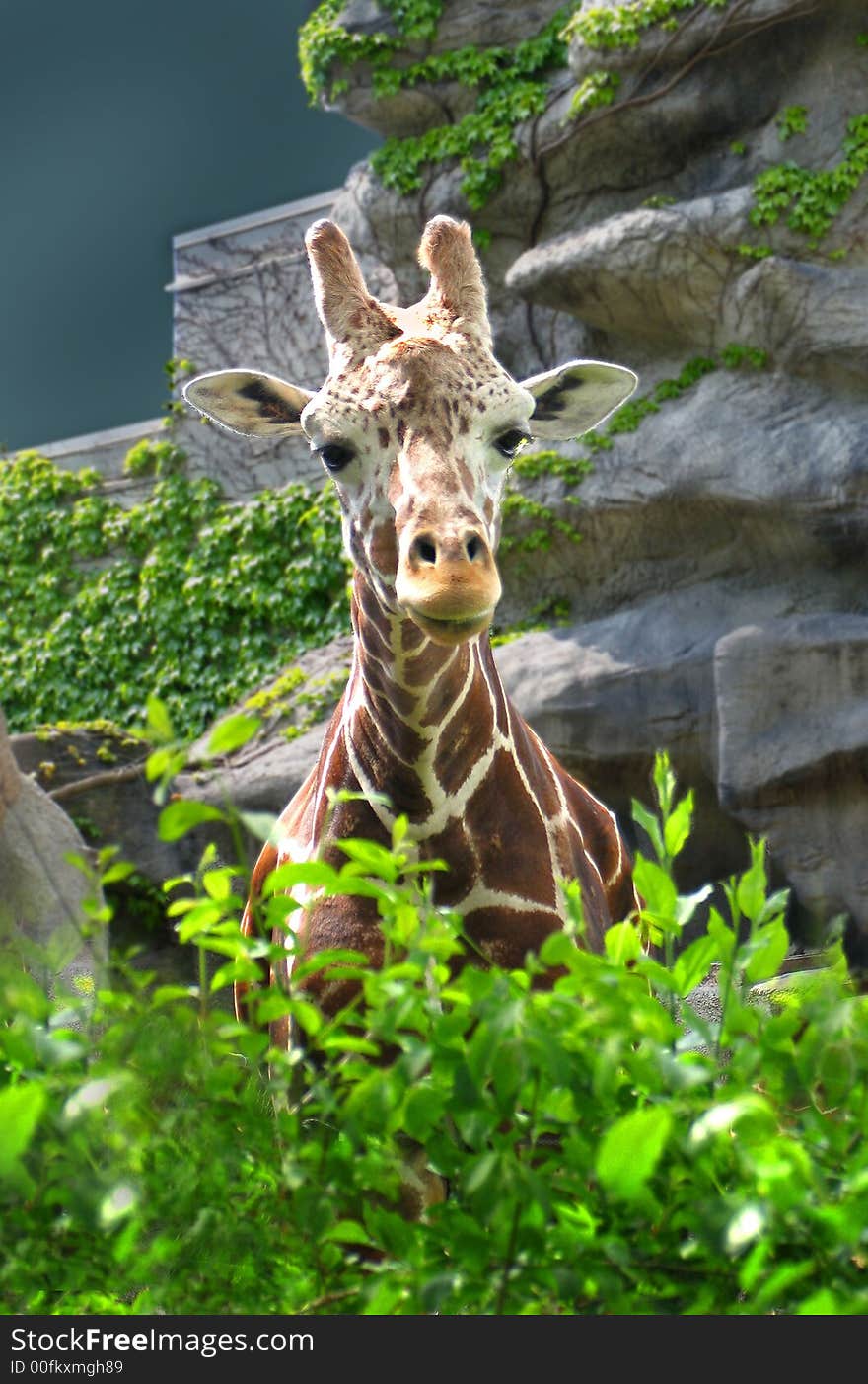 A curious giraffe looking for a handout