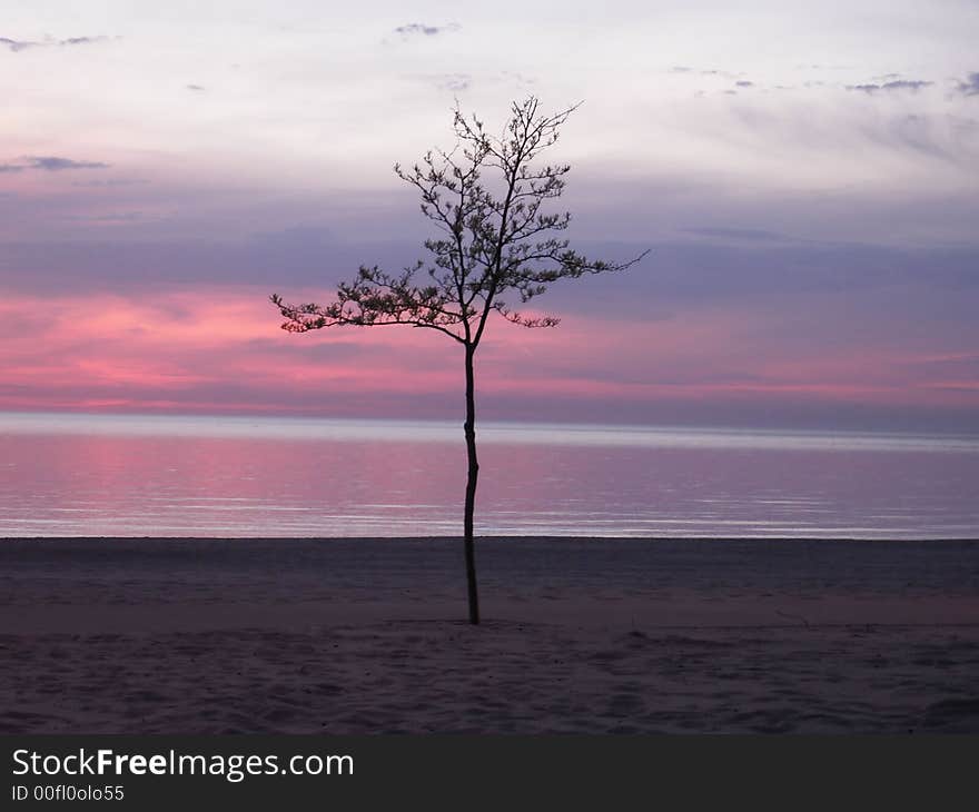 Tree on a Beach