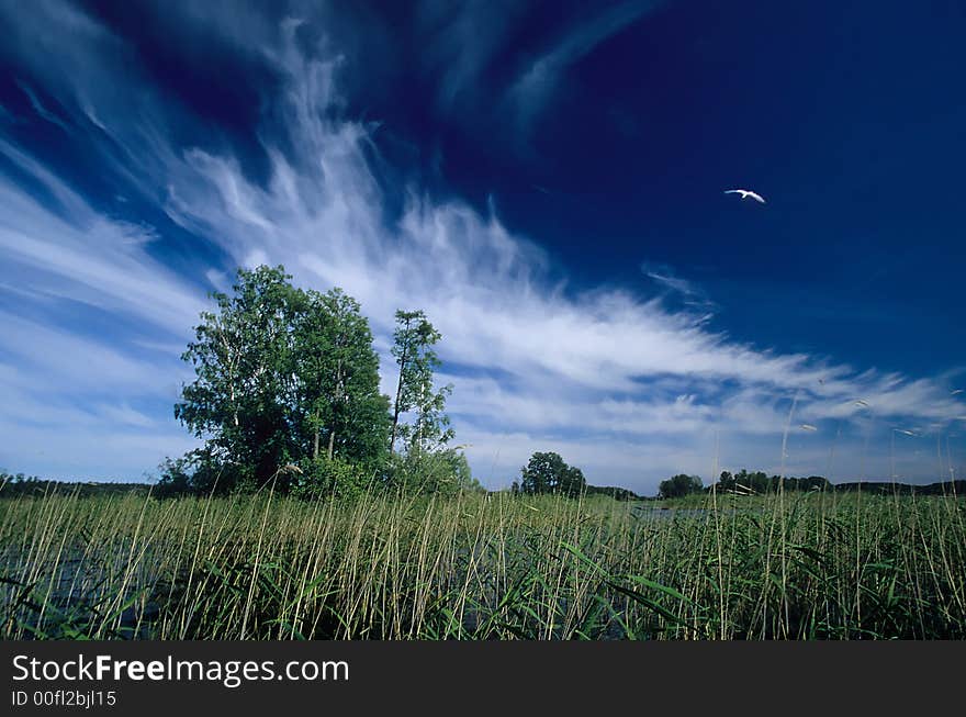 Summer lake with a gull and skies. Summer lake with a gull and skies