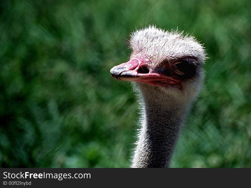 Funny ostrich portrait