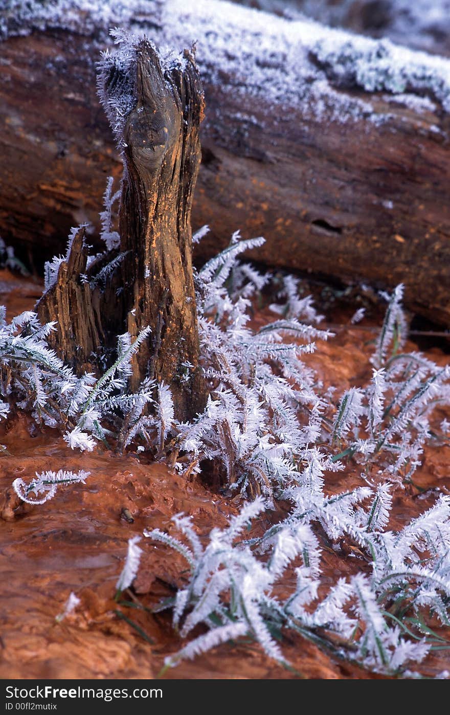 Winter frosen wood and river. Winter frosen wood and river