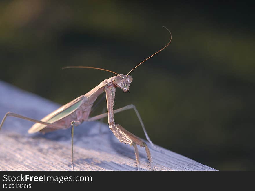 Praying Mantis