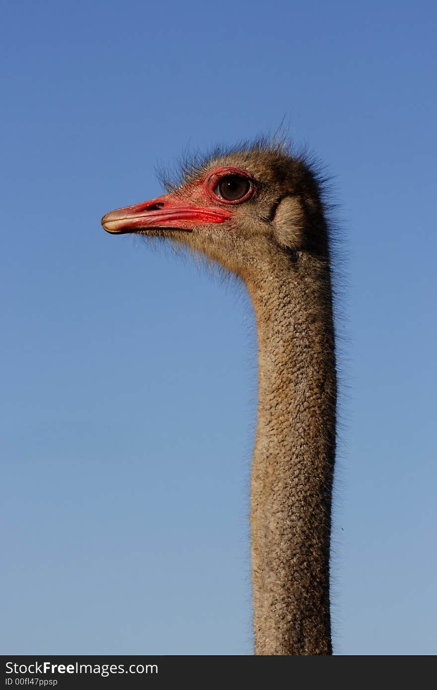 Ostrich male looking while walking back and forth. Ostrich male looking while walking back and forth