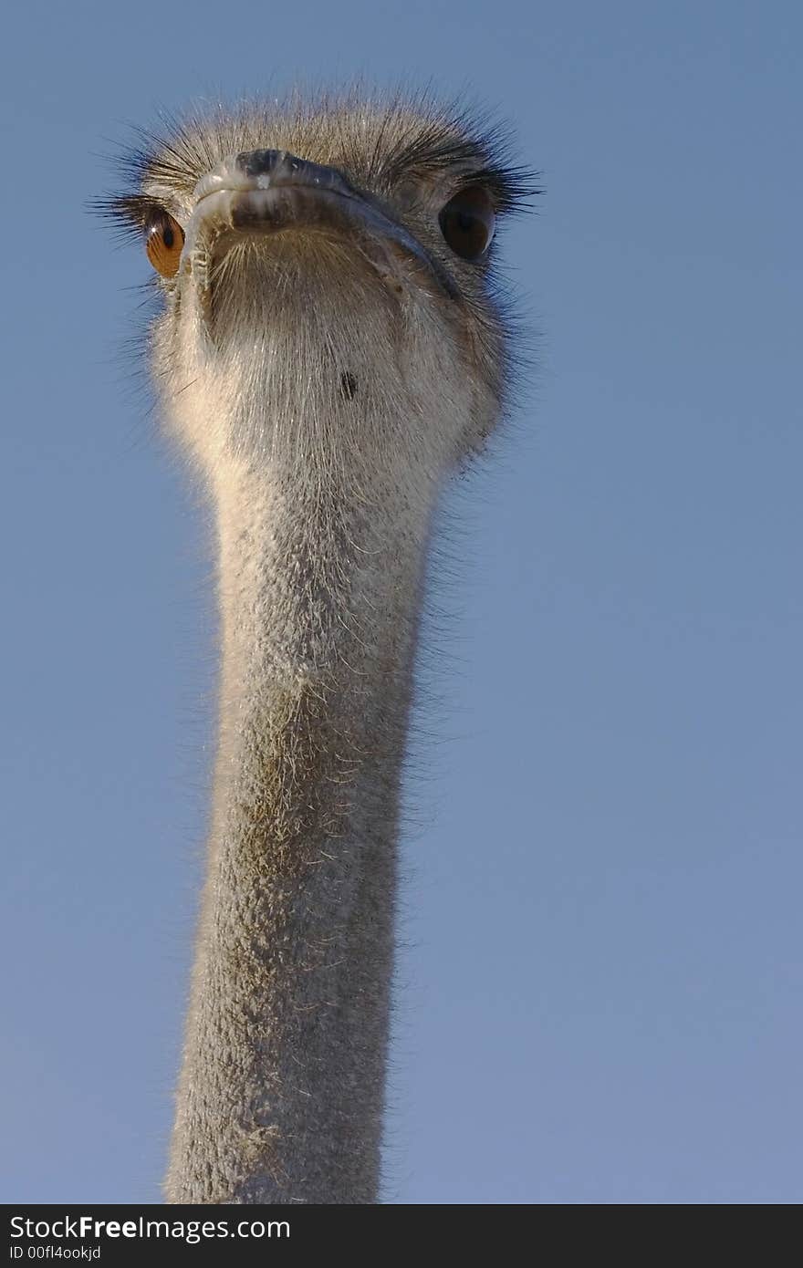 Looking up to the female ostrich at sunrise. Looking up to the female ostrich at sunrise