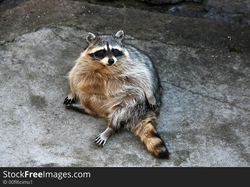 Raccoon