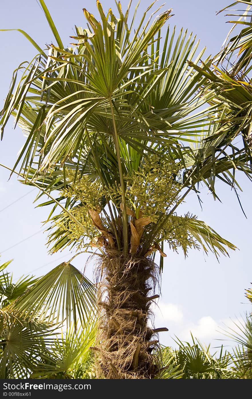 Beautiful palm tree in the middle of a day