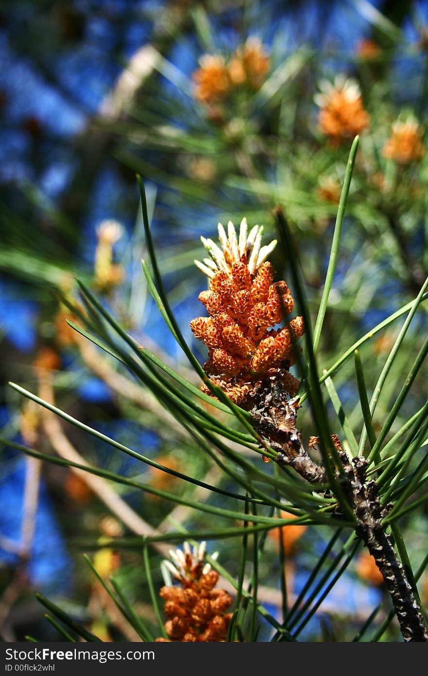 Pine