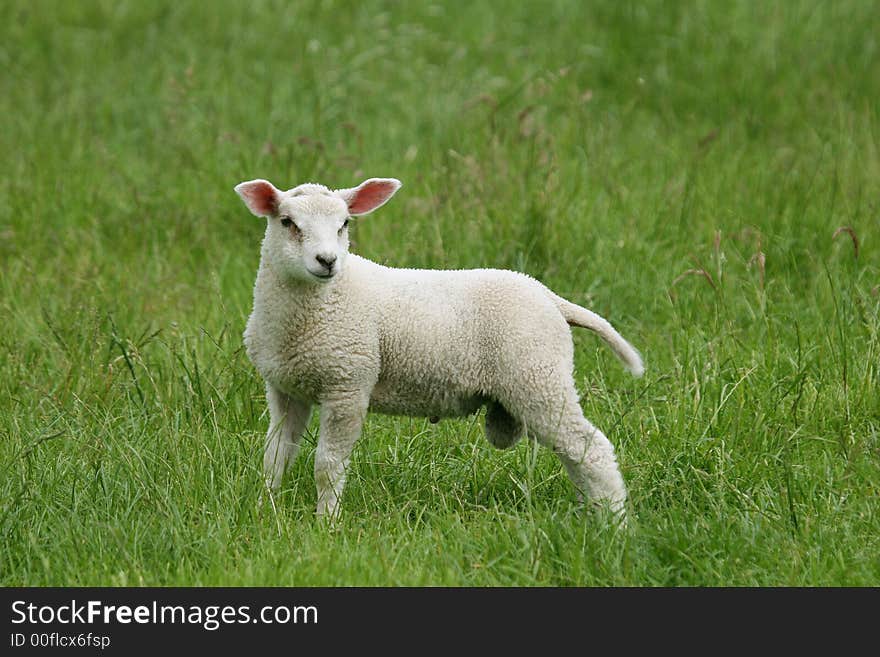 Lamb