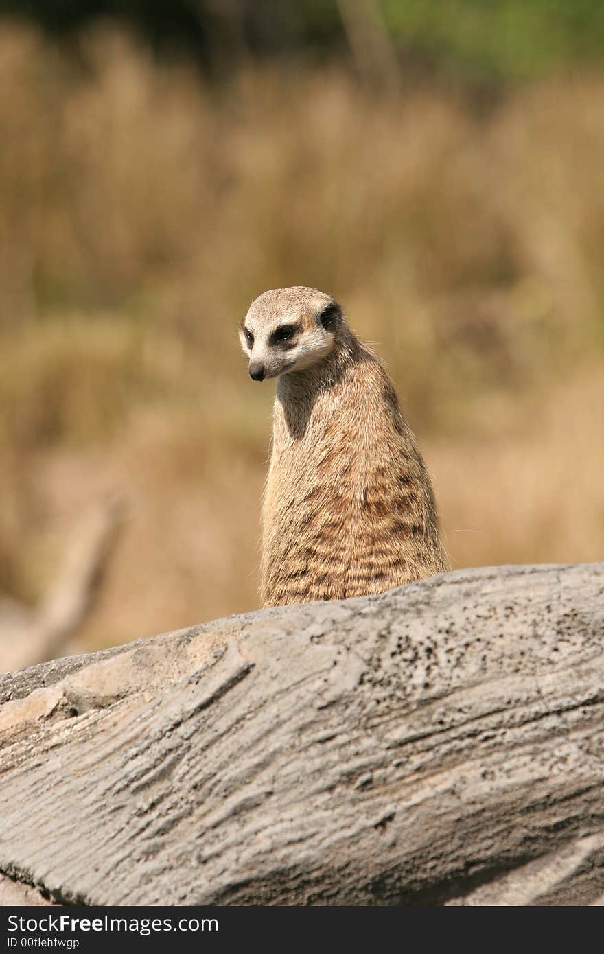 Meerkat glancing over his shoulder. Meerkat glancing over his shoulder