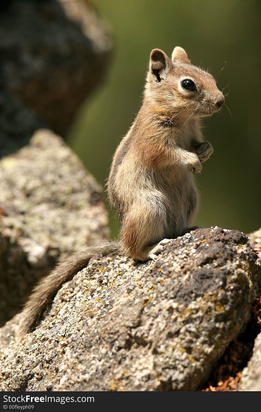 Chipmunk on the rocks standing