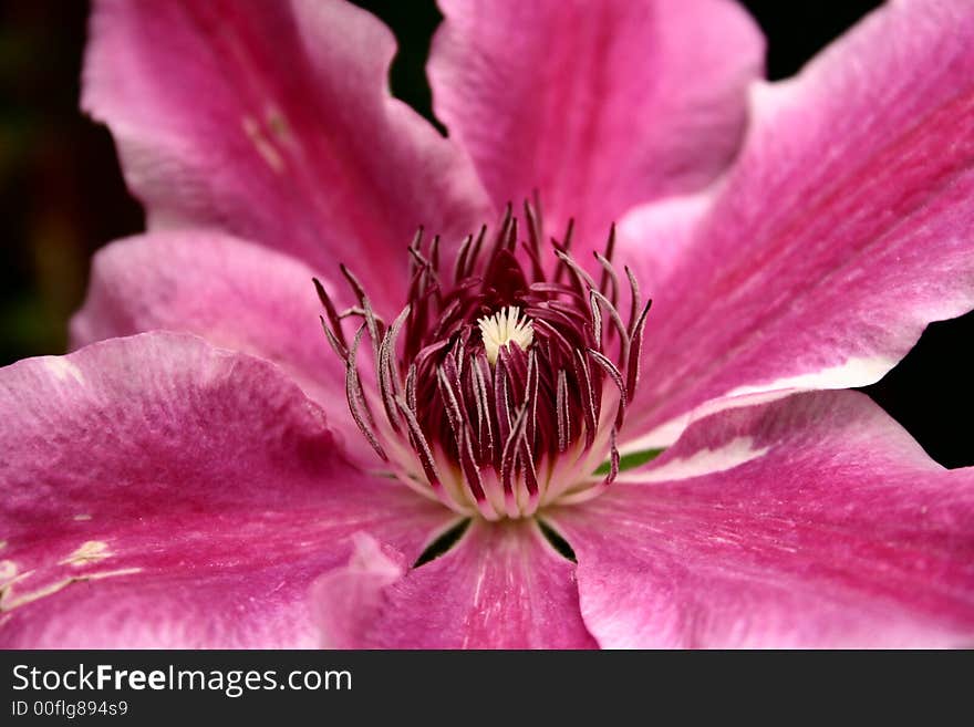 Clematis Doctor Ruppel