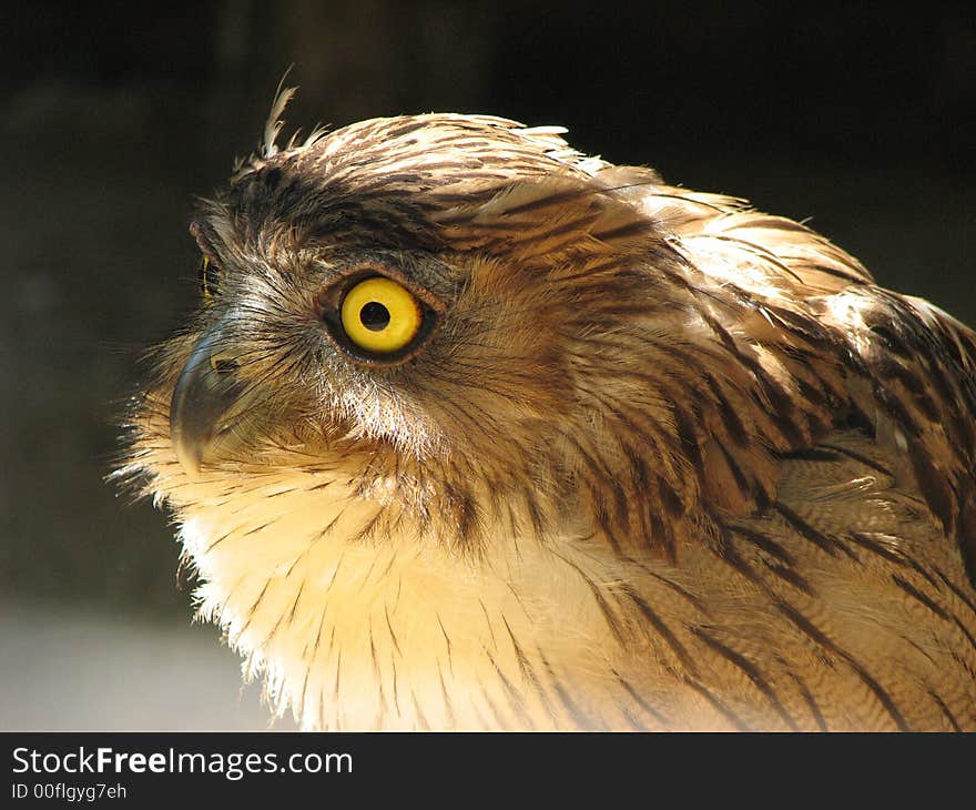 Owl at National Zoological Gardens of Sri Lanka -Dehiwala