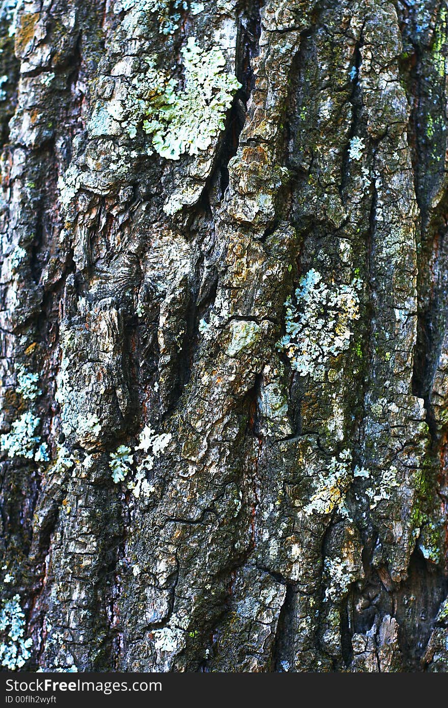 Extreme close-up of the grain bark of wild tree. Extreme close-up of the grain bark of wild tree