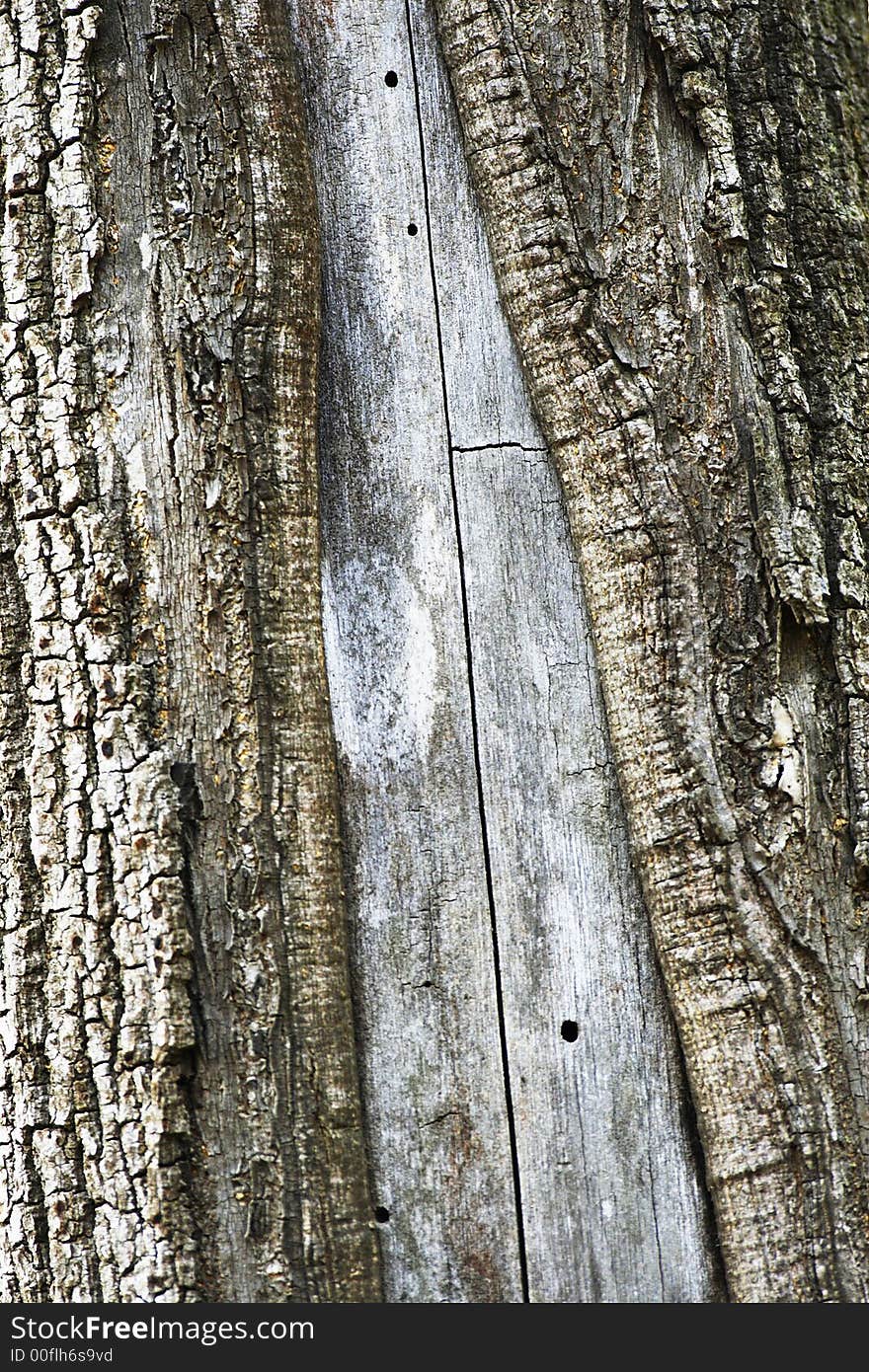 Extreme close-up of the grain bark of dead tree. Extreme close-up of the grain bark of dead tree