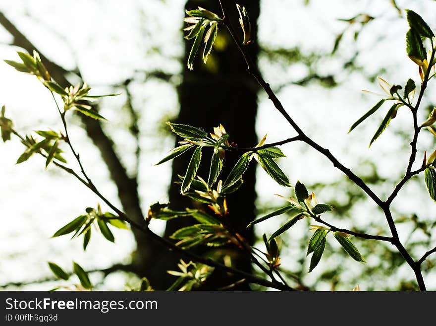 Leaves of a branch at beautiful days of spring. Leaves of a branch at beautiful days of spring