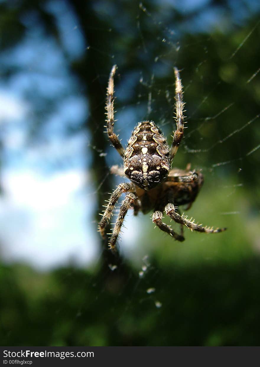 Spider Hunting