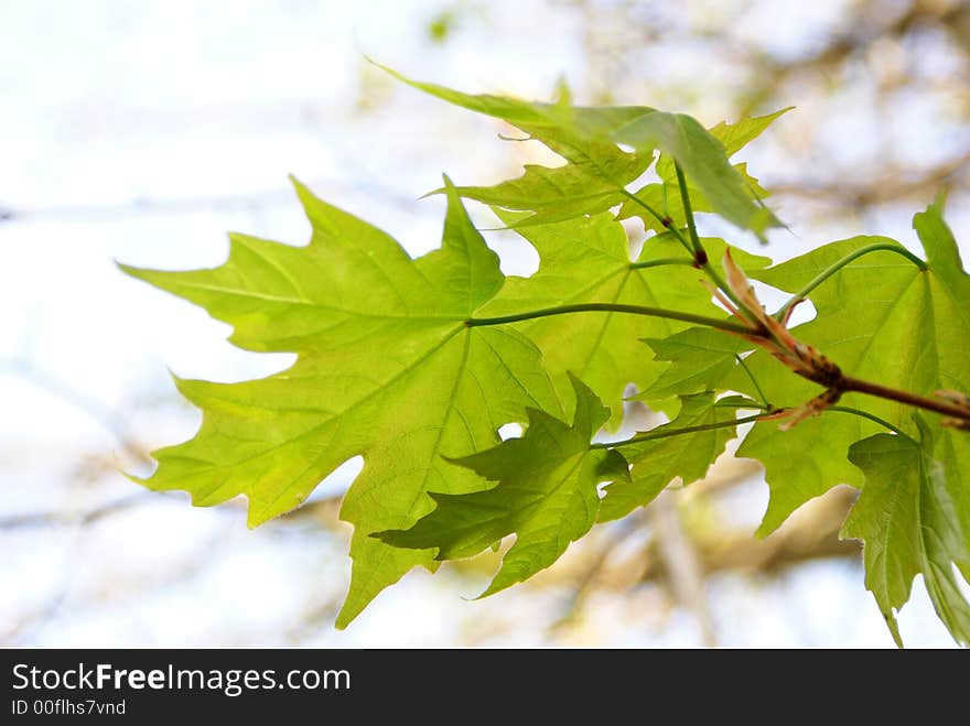 Pattern of leaves