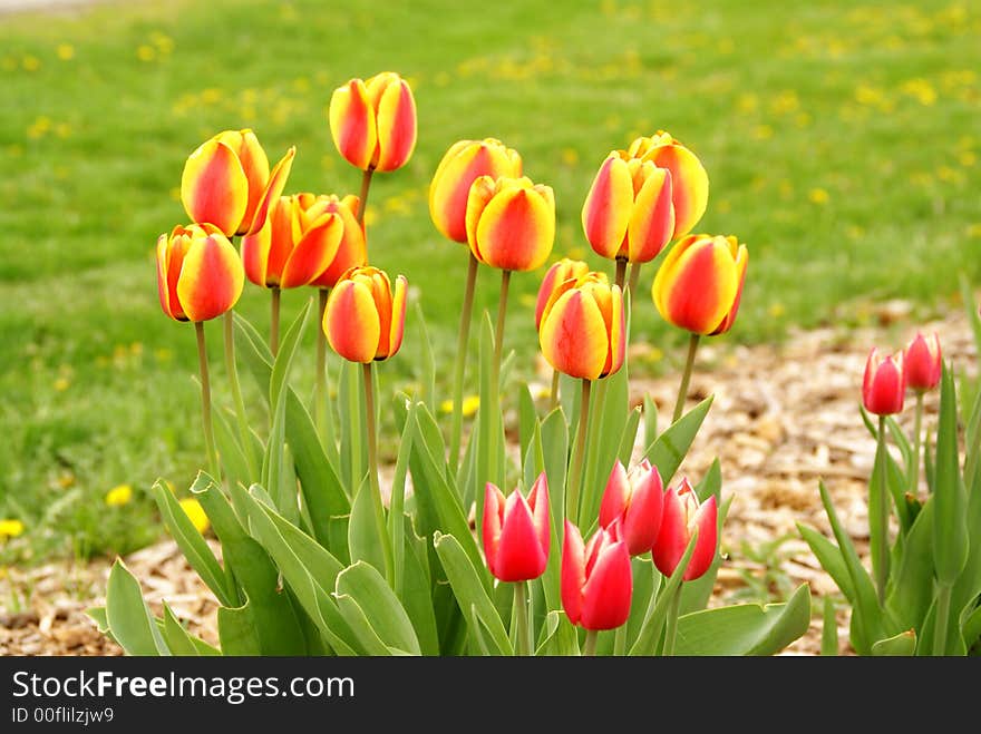 Close up photo of tulips. Close up photo of tulips