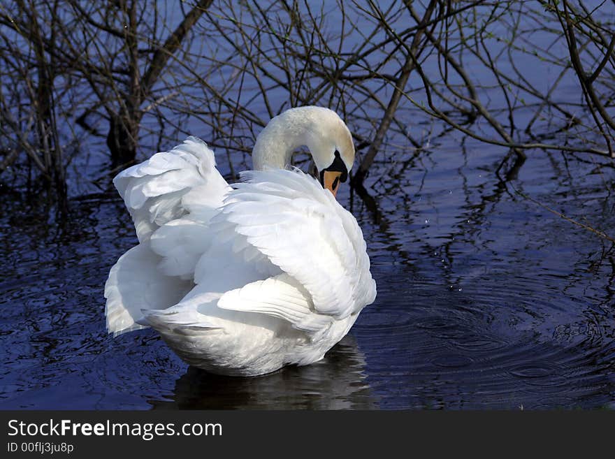 Swan