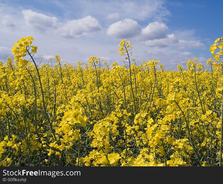 Yellow field of rape from which gets oil. Yellow field of rape from which gets oil