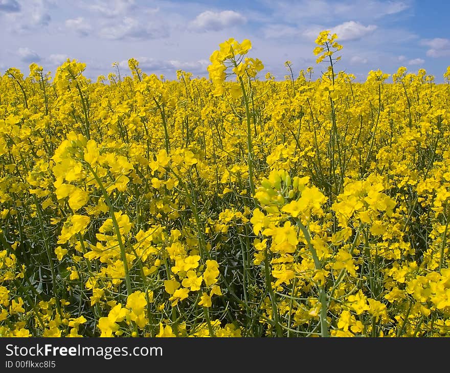 Yellow field of rape from which gets oil. Yellow field of rape from which gets oil