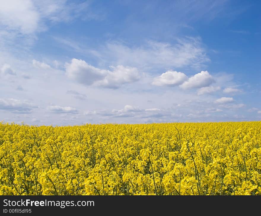 Yellow field of rape from which gets oil. Yellow field of rape from which gets oil