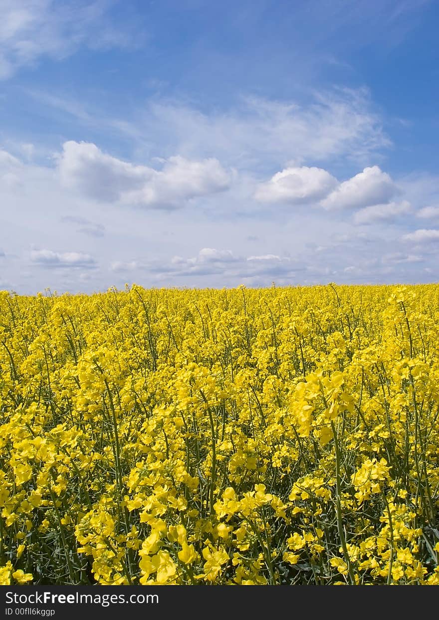 Yellow field of rape from which gets oil. Yellow field of rape from which gets oil